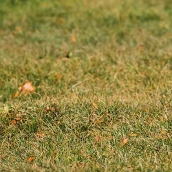 dog runs on fall lawn