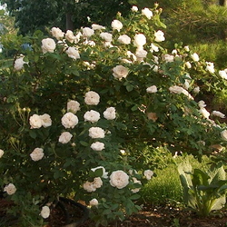 Madam Hardy Rose in early June