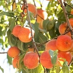 Peaches on a tree