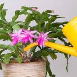 Watering a house plant