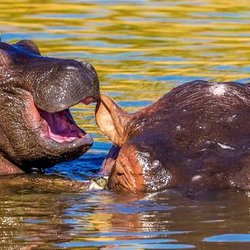 Hippos in the water