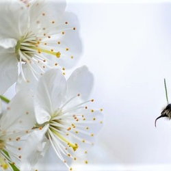 bee and white flowers