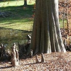 grown cypress trees