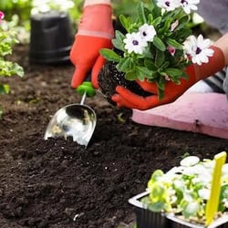 gardener planting flowers