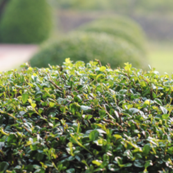 Row of Neatly Trimmed Shrubs