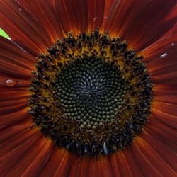 Chocolate sunflower