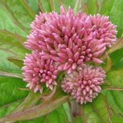 pink joe pye weed blossom