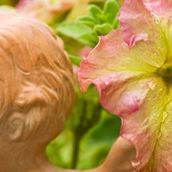 pink and yellow petunia with angel head sculpture