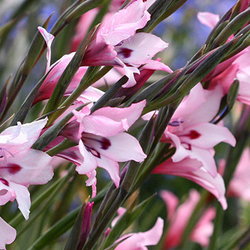 Pink South African gladiolus