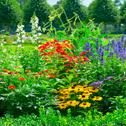 colorful flower garden