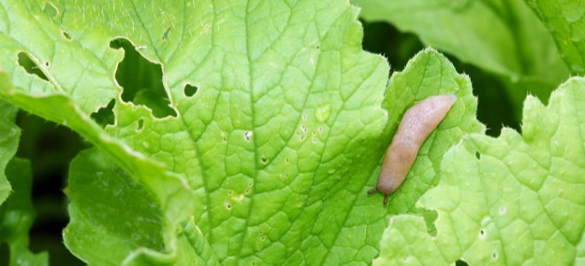 slug on green leaves