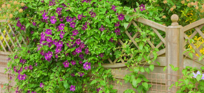 purple clematis flowers on a fence
