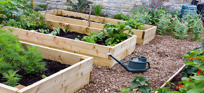 A raised vegetable garden and watering can