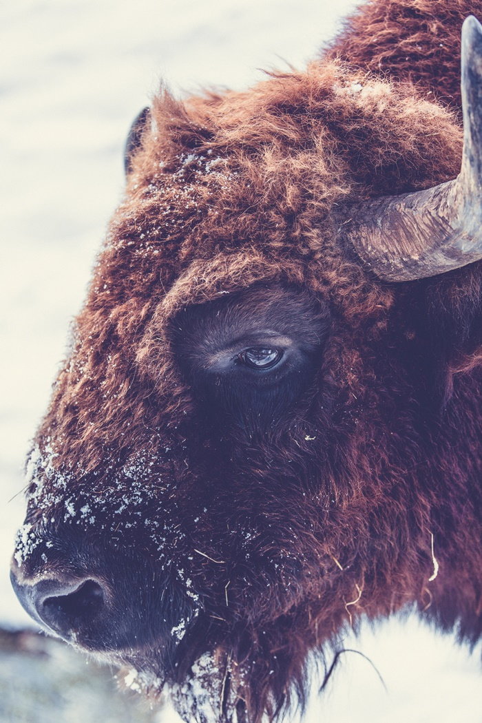 close up of buffalo face