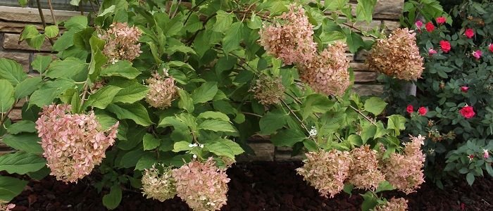 When Can I Plant Hydrangeas In Zone 5 - Dwarf Hydrangea Full Sun Zone 5