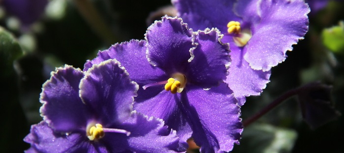 Not Your Grandmother's African Violets! - Dave's Garden