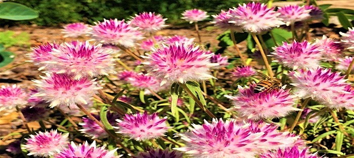 D.T. Brown Globe Amaranth Mixed Colours