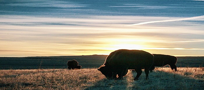 Buffalo grazing on the prairie