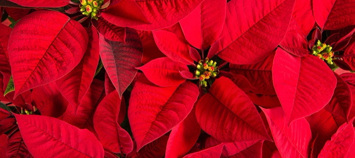 Poinsettias for Christmas - Dave's Garden