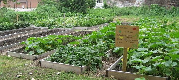 Urban community garden beds