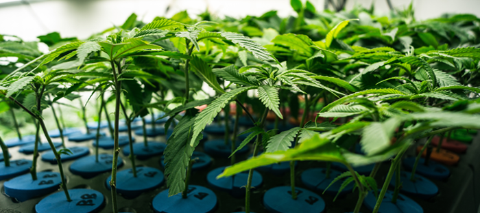 Cannabis Plants growing in pots