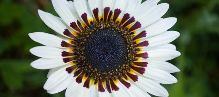 Венидиум Пышный Смесь Зулу Фото – Telegraph