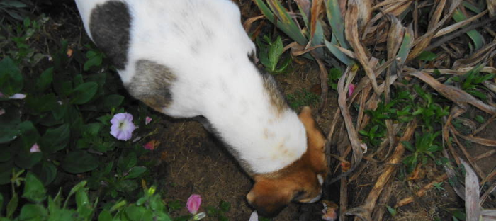 Minnie the dog digs in the garden