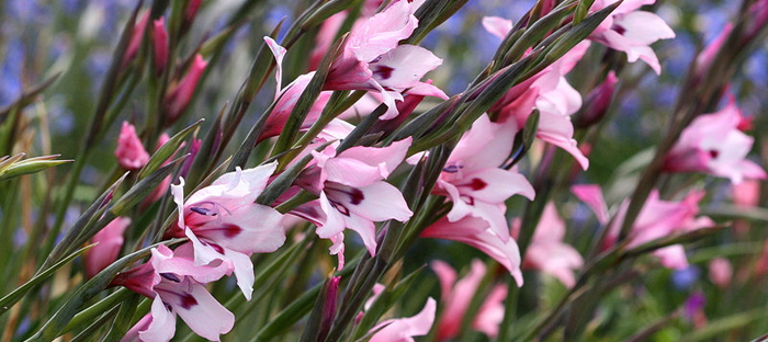 Pink South African gladiolus