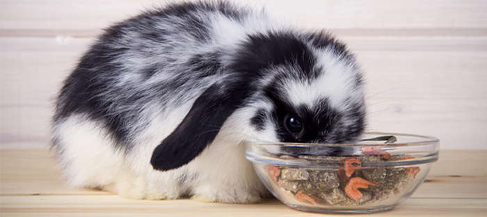 Black and White rabbit eating from a bowl of pellets