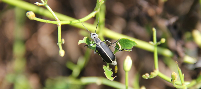 What's That Bug? Epicauta cinera, The Clematis Blister Beetle - Dave's