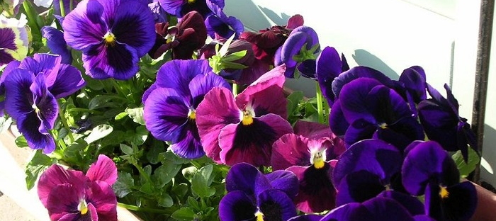 Simply Garden Pansy Winter Flowering Seeds Grow Your Own Colourful Pansies
