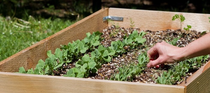 Intensive gardening is defined by making the best, most efficient use of  your growing space