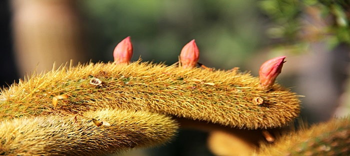 The formation of flower buds on the tail of the monkey