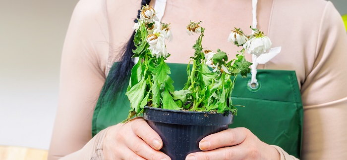 person holding wilted plant