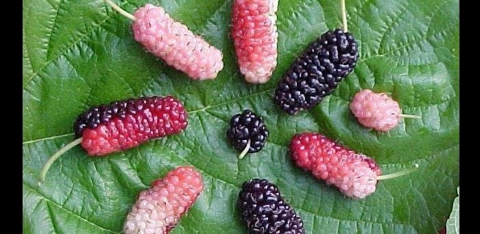 The Mulberry Tree: Is it a Friend or a Foe? Is it Wonderful Fruit or Free Bird Food?