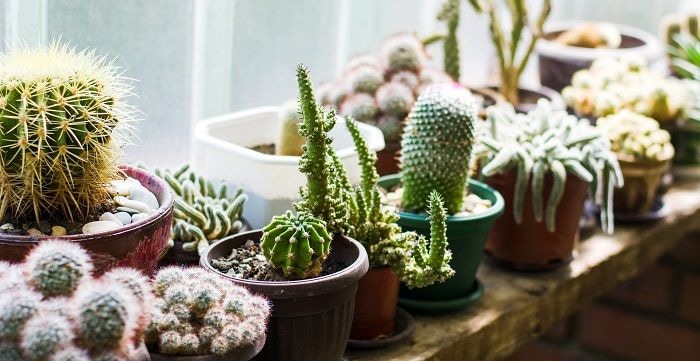 cactus plants on a shelf