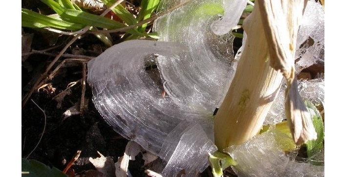 Gel à la base de l'herbe à givre