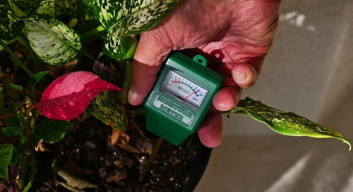 moisture meter with houseplant