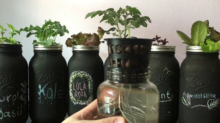 hydroponics with mason jars