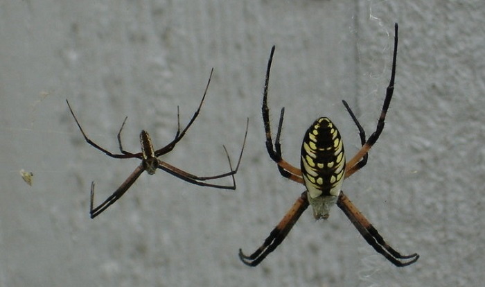 male and female writing spiders
