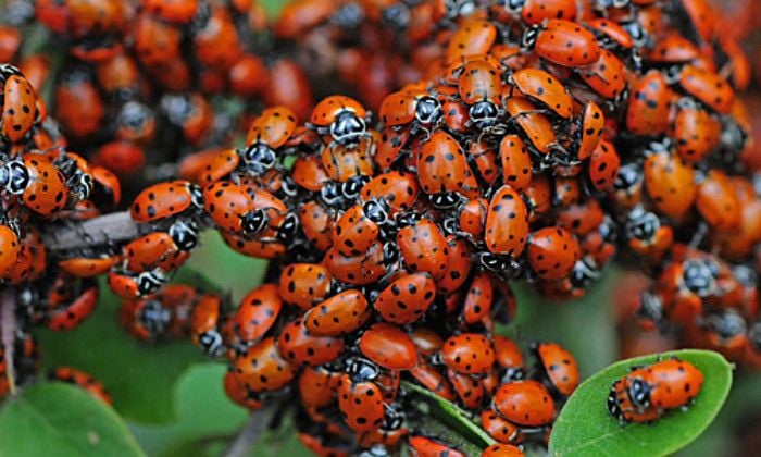 Asian Lady Beetles: How to Get Rid of Ladybugs, Diet, etc.