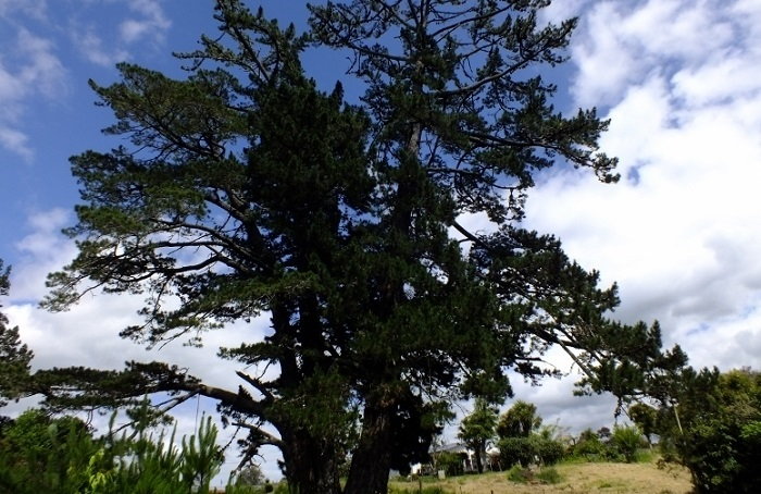 California Native Monterey Pine is a Southern Hemisphere ...