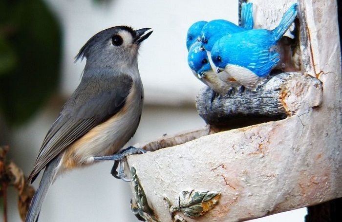 Sunday Funnies live bird looking at sculptures of birds