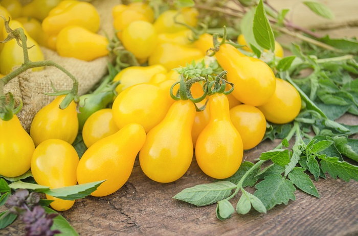 Yellow Pair tomatoes