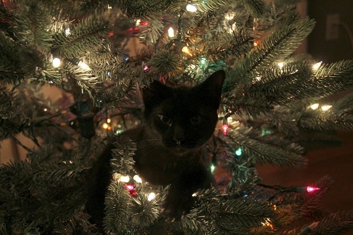cat in Christmas Tree