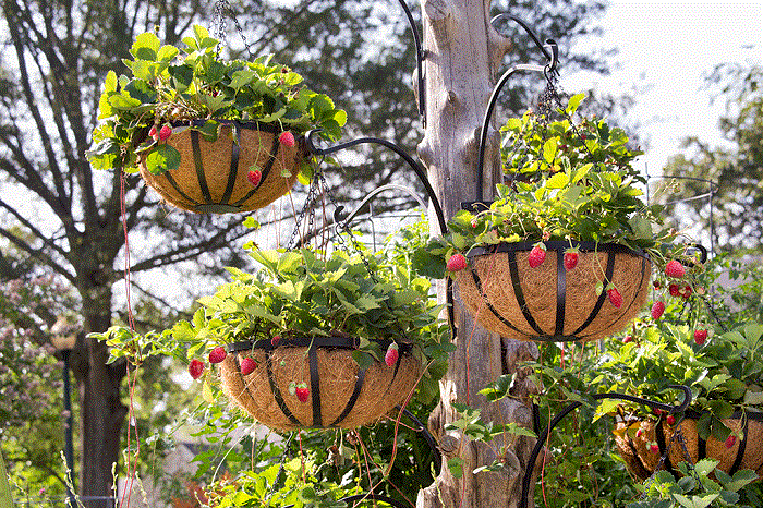 Hanging Basket Strawberry Plants