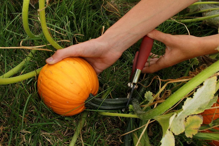 pumpkin harvesting