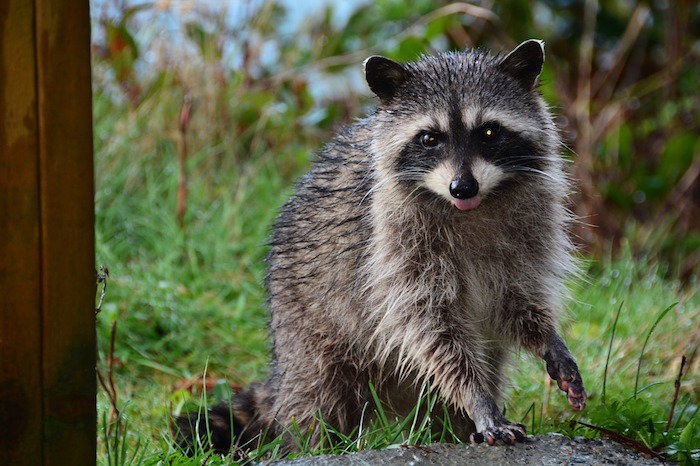 Keeping Raccoons Away From Your Garden Dave S Garden