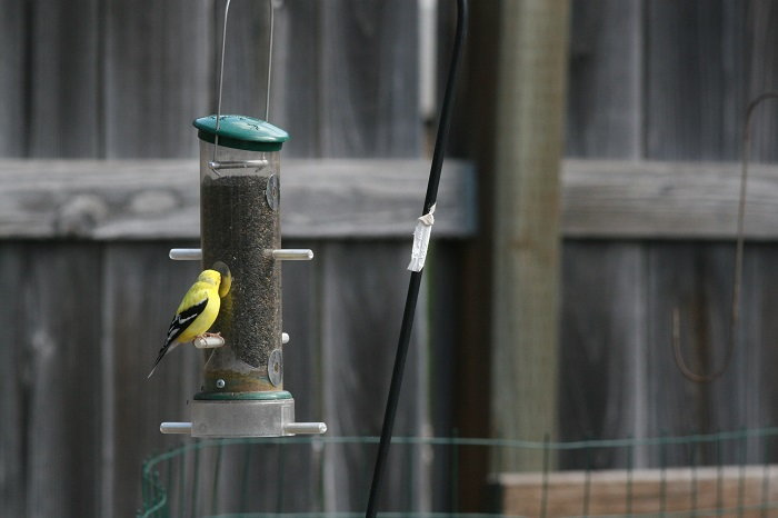 american goldfinch eating out of a feeder