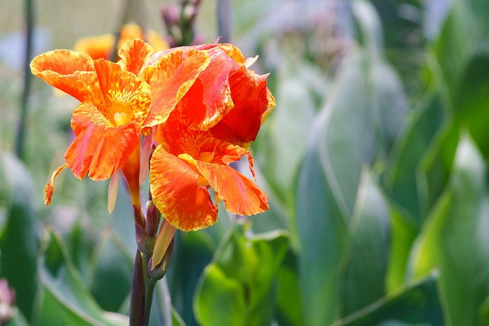 canna lily in the garden